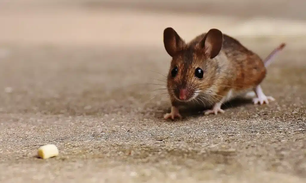 Getting rid of mice from your residential or commercial property