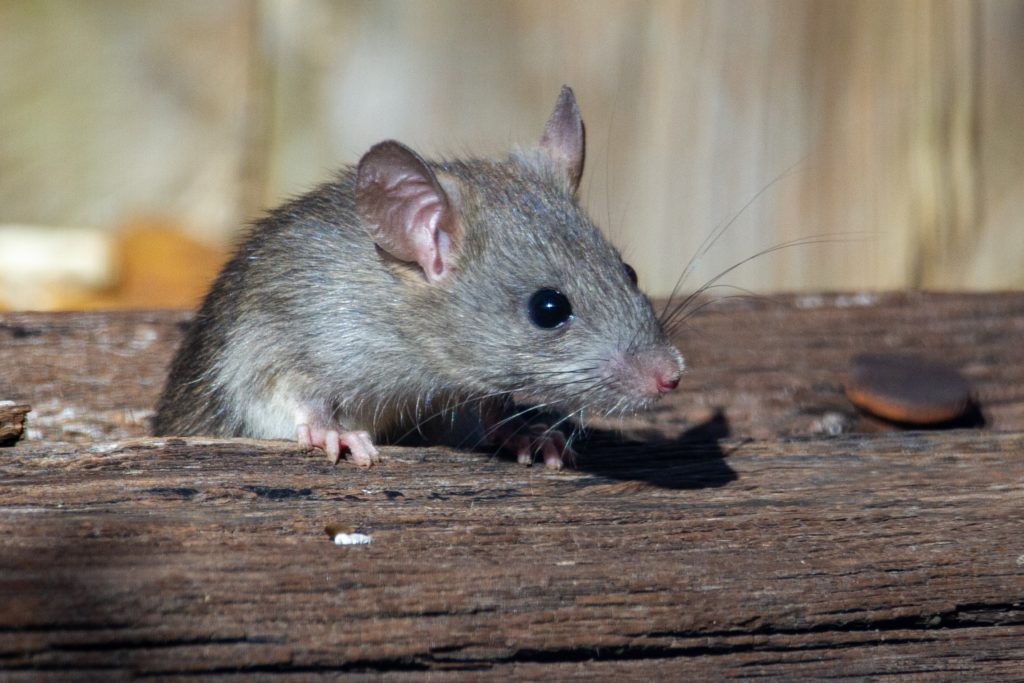 How To Get Rid Of Rats - Your Helpful Pest Control Guide