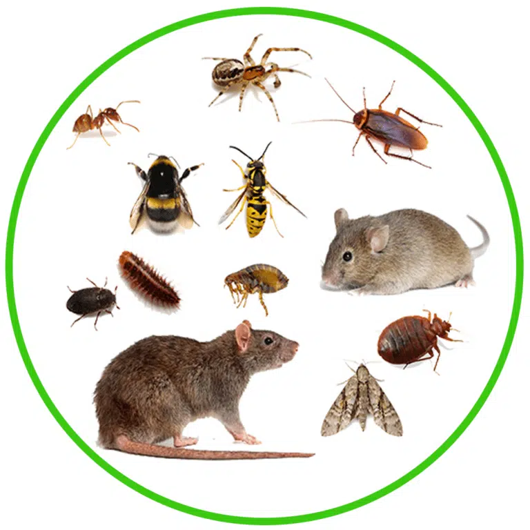 Get rid of common and unwanted pests from your commercial property and control future possible infestations
