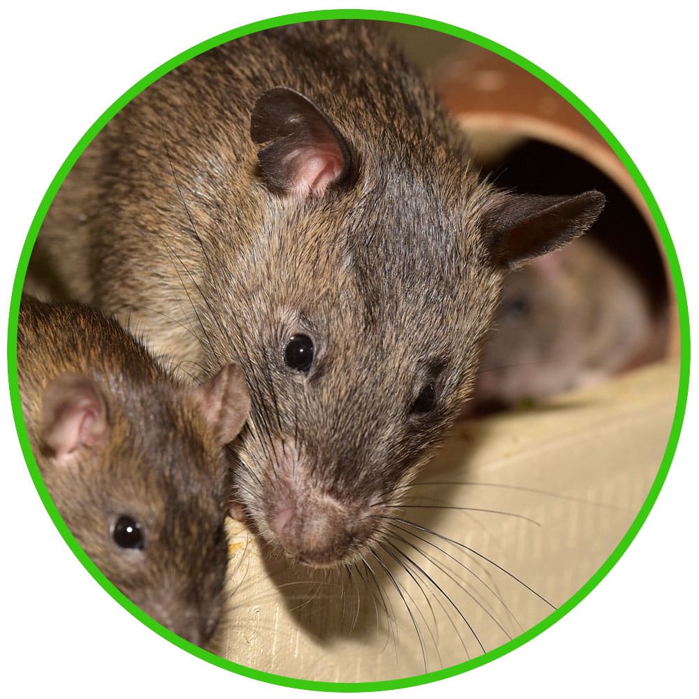 Find out how to get rid of rats