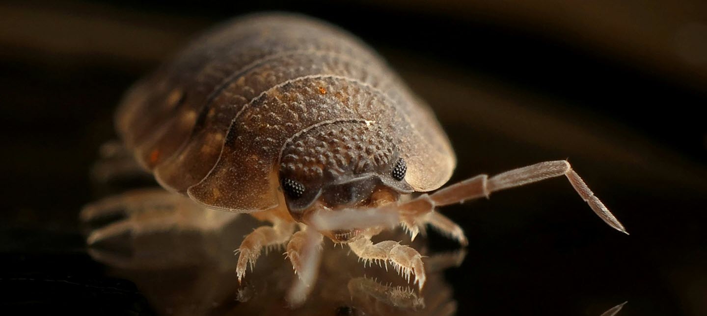 Bed Bug Control Tips Signs, Prevention, and Treatment