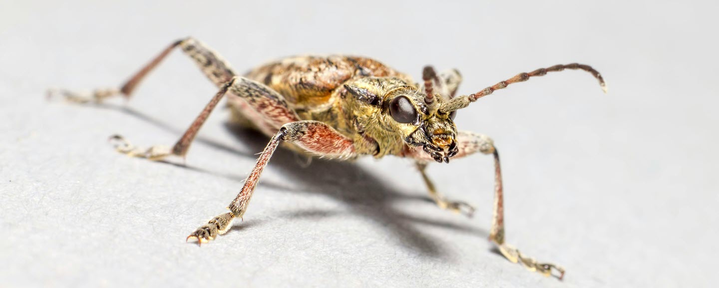 Carpet Beetle Control Tips for a Cleaner, Safer Home