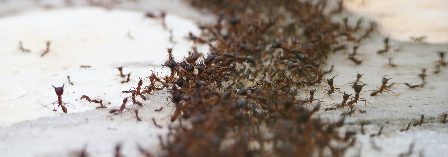 Effective Ant Control Tips for Indoor and Outdoor Spaces