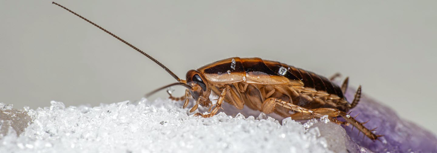 Effective Cockroach Control Tips for Long-Term Prevention