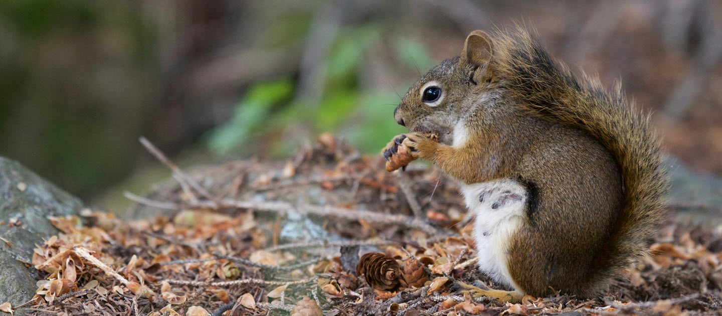 How to Prevent Damage with These Squirrel Control Tips