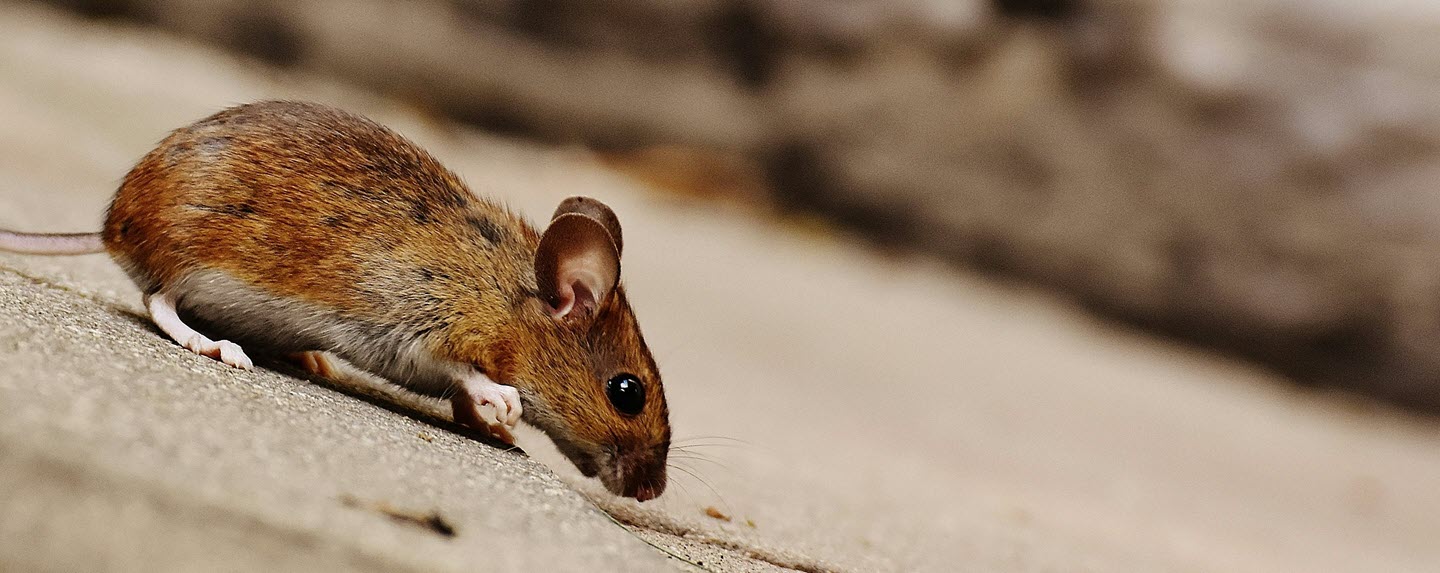 Mice Control Tips Every Homeowner Should Know