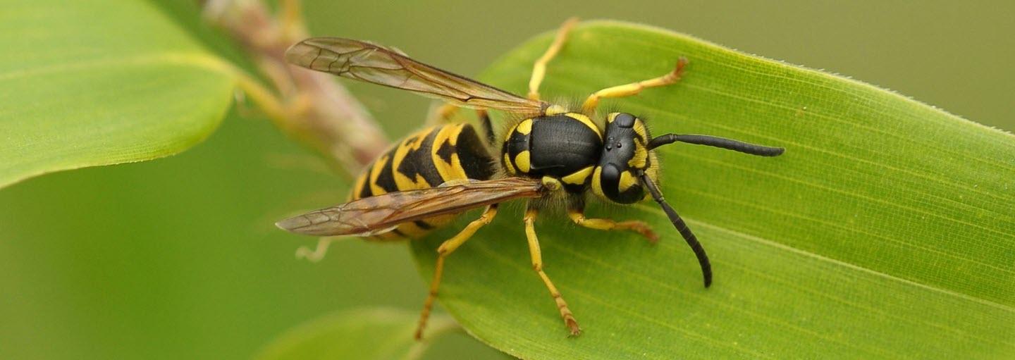 Quick and Easy Wasp Control Tips You Can Do