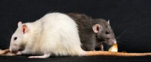 Rat Control Tips How to Prevent an Infestation