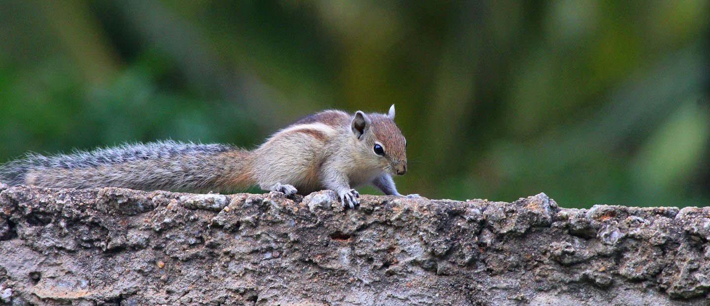 Rodent Control Tips Common Mistakes and How to Avoid Them