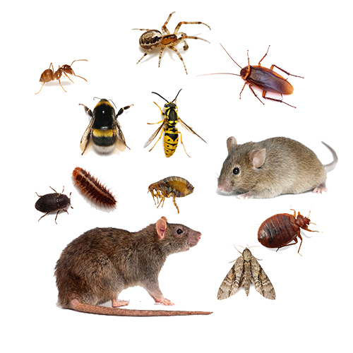 Common Pests found in London Commercial Properties