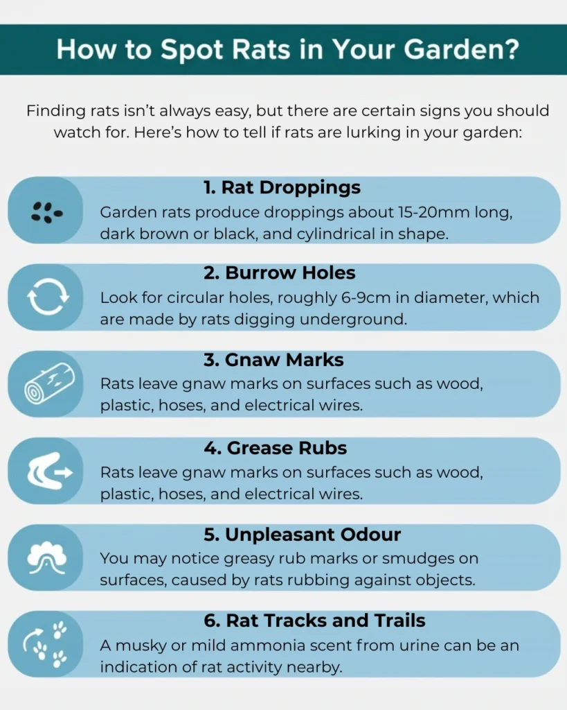 How to Spot Rats in Your Garden