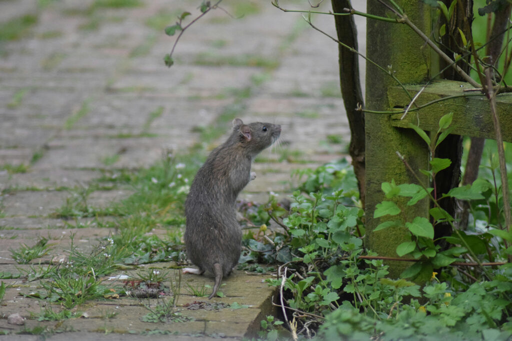 a rat outside in london