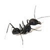 ant control control by bioactive pest control