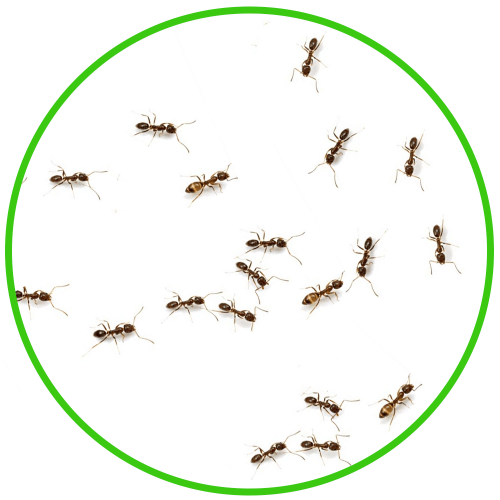 Get rid of and control any ant issues in your London property