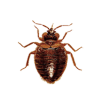 bed bug control by bioactive pest control