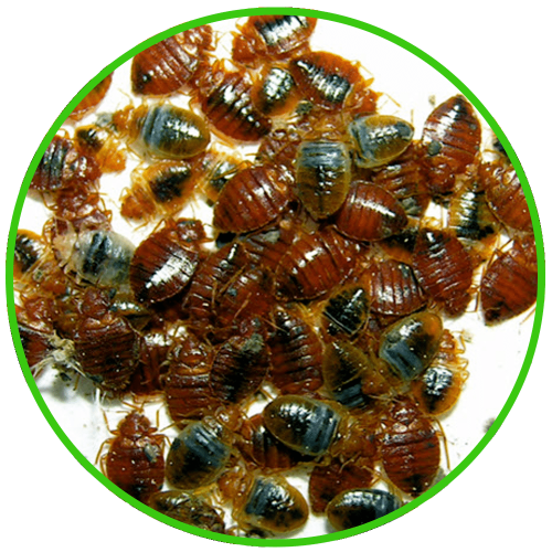BioActive Pest Control provide services to help with any bed bug issues in your home, hotel or bed and breakfast