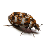 carpet beetle control by bioactive pest control