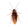 cockroach control by bioactive pest control