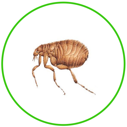 Flea prevention and control services offered by BioActive Pest Control