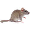 mice control by bioactive pest control