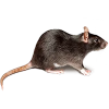 rat control by bioactive pest control