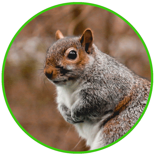 BioActive provide squirrel pest control services throughout London