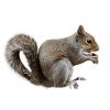 squirrel control by bioactive pest control_