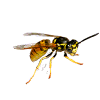 wasp control by bioactive pest control