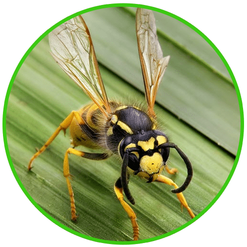 Wasps can be dangerous for adults, children and pets. Using BioActive wasp pest control services means a safe removal of wasps and their nests